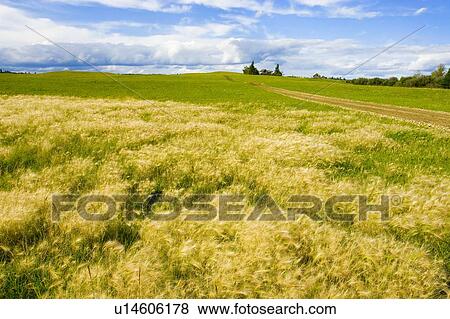 Rural landscape View Large Photo Image Stock Photo - Rural landscape. Fotosearch