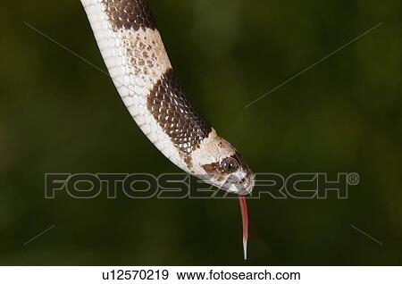 Saddled leaf-nosed snake (Phyllorhyncus browni), Arizona, USA; snake smelling its surroundings View Large Photo Image Stock Photo - Saddled leaf-nosed snake (Phyllorhyncus browni), Arizona, USA; snake smelling its surroundings. Fotosearch