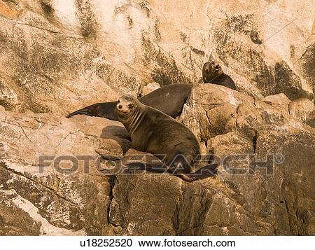 Stock Image - Sea Lion, Los Cabos, Mexico . Fotosearch