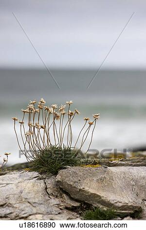 Sea thrift View Large Photo Image Stock Image - Sea thrift. Fotosearch