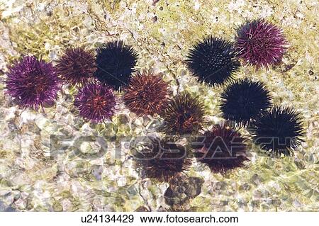Sea urchins (Echinoidea); Spiny sea creatures View Large Photo Image Stock Photo - Sea urchins (Echinoidea); Spiny sea creatures. Fotosearch