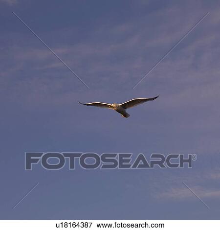 Stock Photo - Seagull in flight. Fotosearch
