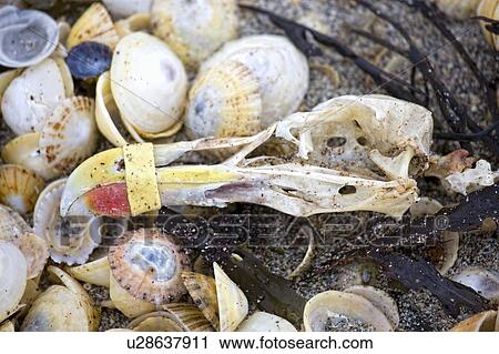 Seashells and crab leg View Large Photo Image Stock Image - Seashells and crab leg. Fotosearch