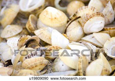 Stock Image - Seashells. Fotosearch