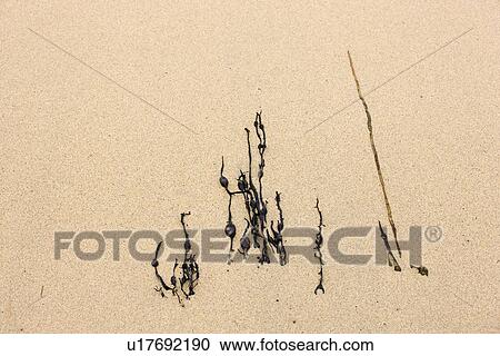 Stock Image - Seaweed in the sand. Fotosearch