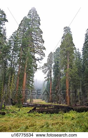 Sequoia National Park, California, USA View Large Photo Image Picture - Sequoia National Park, California, USA . Fotosearch