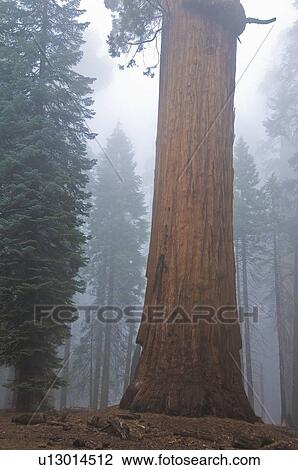 Stock Image - Sequoia National Park, California, USA . Fotosearch
