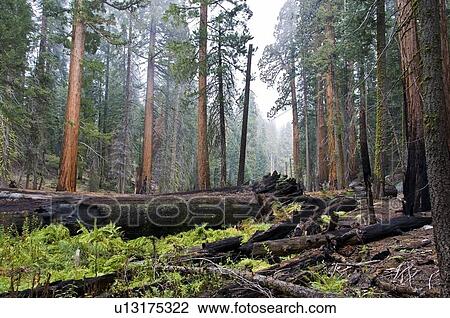Stock Image - Sequoia National Park, California, USA. Fotosearch