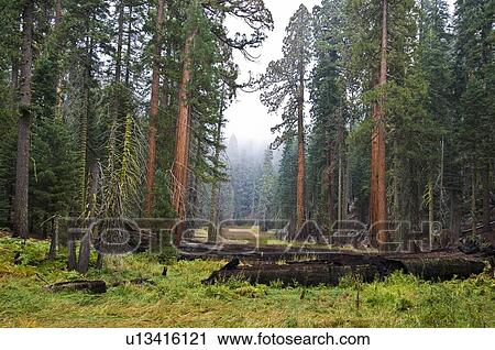 Stock Image - Sequoia National Park, California, USA . Fotosearch