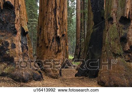 Sequoia National Park, California, USA View Large Photo Image Stock Image - Sequoia National Park, California, USA . Fotosearch