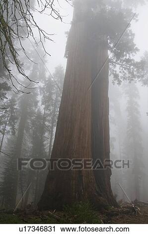 Sequoia National Park, California, USA; Forest with fog View Large Photo Image Stock Image - Sequoia National Park, California, USA; Forest with fog. Fotosearch