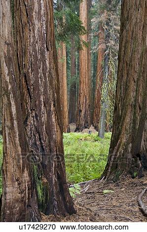 Stock Image - Sequoia National Park, California, USA . Fotosearch