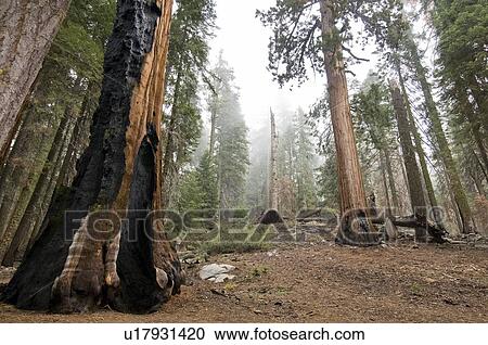 Sequoia National Park, California, USA View Large Photo Image Stock Image - Sequoia National Park, California, USA . Fotosearch