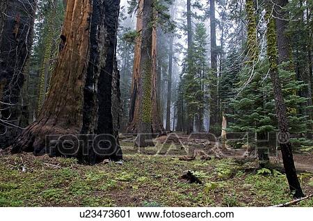Stock Image - Sequoia National Park, California, USA . Fotosearch