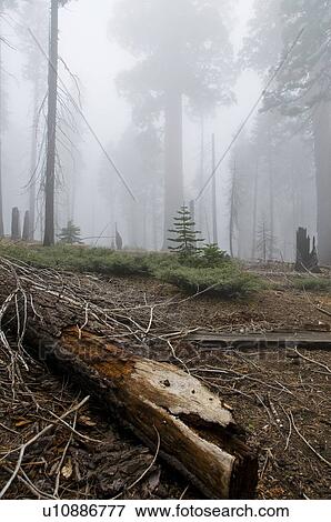 Sequoia National Park, California, USA View Large Photo Image Stock Photo - Sequoia National Park, California, USA . Fotosearch