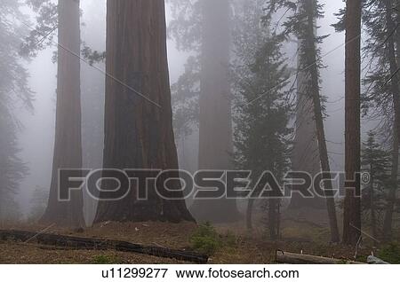 Sequoia National Park, California, USA; Forest with fog View Large Photo Image Stock Photo - Sequoia National Park, California, USA; Forest with fog. Fotosearch