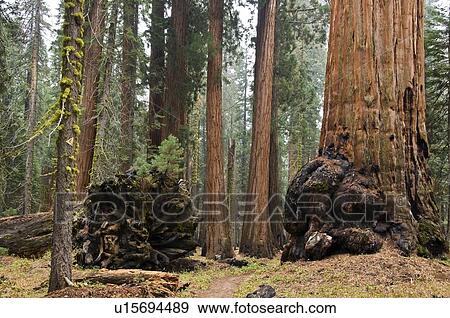 Sequoia National Park, California, USA View Large Photo Image Stock Photo - Sequoia National Park, California, USA . Fotosearch