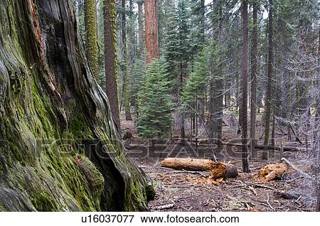 Stock Photo - Sequoia National Park, California, USA . Fotosearch