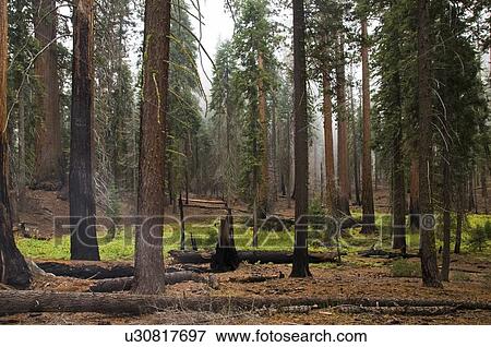 Stock Photo - Sequoia National Park, California, USA . Fotosearch