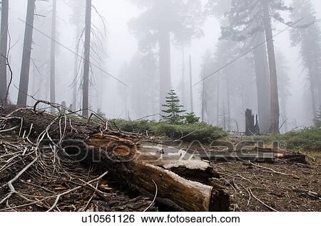 Sequoia National Park, California, USA View Large Photo Image Stock Photograph - Sequoia National Park, California, USA . Fotosearch