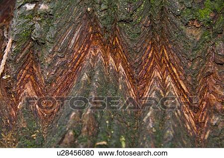 Stock Image - Sequoia tree, Sequoia National Park, California, USA . Fotosearch