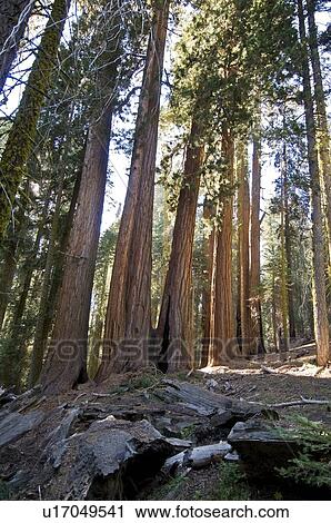 Sequoia trees, Sequoia National Park, California, USA View Large Photo Image Stock Image - Sequoia trees, Sequoia National Park, California, USA. Fotosearch