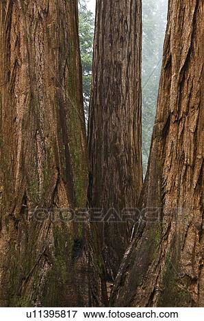 Sequoia trees, Sequoia National Park, California, USA View Large Photo Image Stock Photo - Sequoia trees, Sequoia National Park, California, USA . Fotosearch
