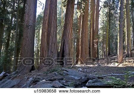 Stock Photo - Sequoia trees, Sequoia National Park, California, USA. Fotosearch