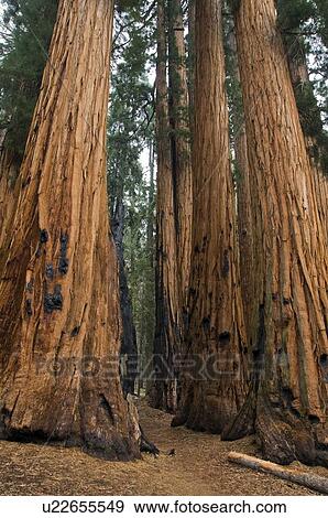 Stock Photo - Sequoia trees, Sequoia National Park, California, USA . Fotosearch