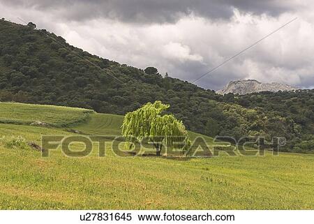 Serrania de Ronda, Malaga Province, Spain; Lone tree in the countryside View Large Photo Image Stock Photography - Serrania de Ronda, Malaga Province, Spain; Lone tree in the countryside. Fotosearch