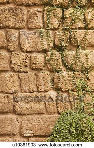 Seville Province, Spain; Old stone wall with ivy View Large Photo Image Stock Image - Seville Province, Spain; Old stone wall with ivy. Fotosearch