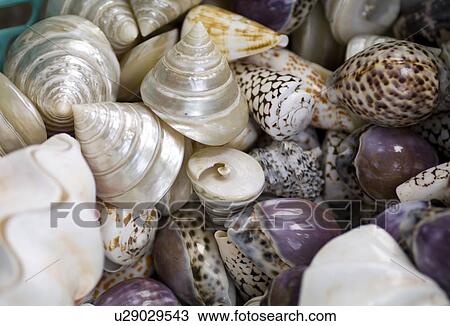 Shells View Large Photo Image Stock Image - Shells. Fotosearch