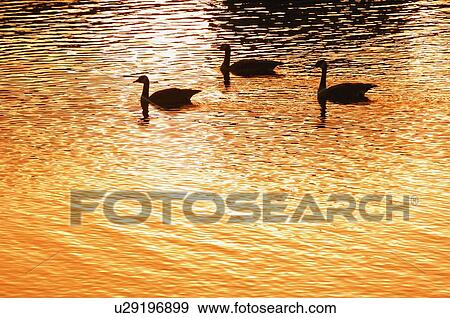 Stock Photo - Silhouette of geese on water at sunset. Fotosearch