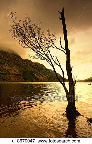 Silhouette of tree in water View Large Photo Image Stock Photo - Silhouette of tree in water. Fotosearch
