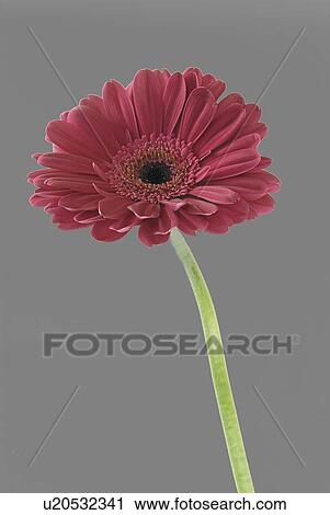 Stock Image - Single Gerbera Daisy. Fotosearch
