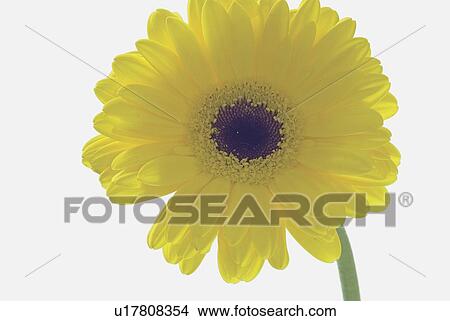 Picture - Single yellow Gerbera Daisy. Fotosearch