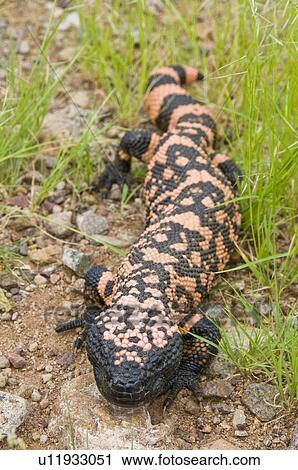 Sonoron desert, Arizona, USA; A gila monster (Heloderma suspectum) crawling across the desert floor View Large Photo Image Stock Image - Sonoron desert, Arizona, USA; A gila monster (Heloderma suspectum) crawling across the desert floor . Fotosearch