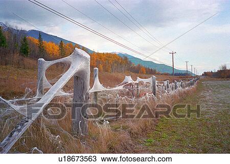Stock Image - Spider webs on barbed wire fence. Fotosearch