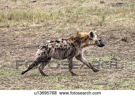 Stock Photo - Spotted Hyena, Masai Mara, Kenya; Hyena running across grassy plain . Fotosearch