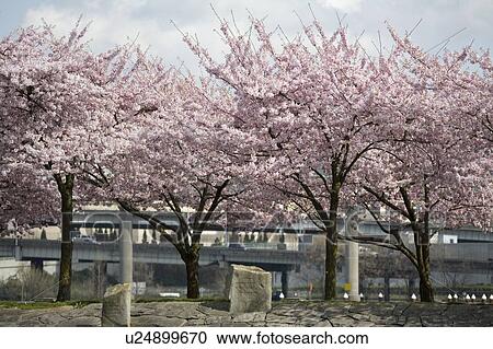 Stock Image - Spring blossoms along the Portland Waterfront, Oregon, USA . Fotosearch