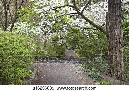 Spring flowers, Portland Garden, Portland, Oregon, USA View Large Photo Image Stock Photography - Spring flowers, Portland Garden, Portland, Oregon, USA . Fotosearch
