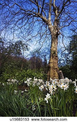 Stock Image - Spring flowers. Fotosearch