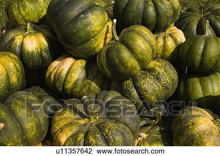 Stock Image - Squash. Fotosearch