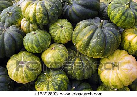 Squash View Large Photo Image Stock Image - Squash. Fotosearch
