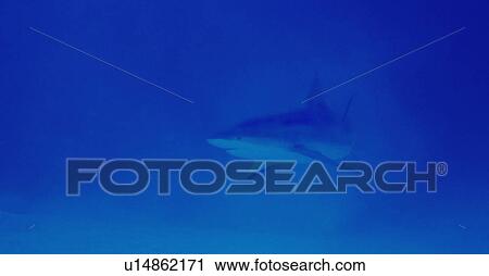 Stock Image - Stalking shark. Fotosearch
