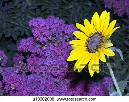 Stock Photo - Sunflower. Fotosearch
