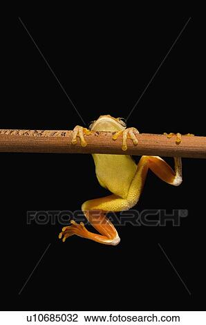 Swamp frog (Limnonectes Leytensis) View Large Photo Image Stock Image - Swamp frog (Limnonectes Leytensis). Fotosearch