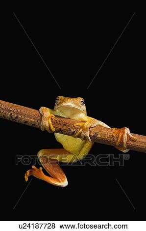 Swamp frog (Limnonectes Leytensis) View Large Photo Image Stock Photo - Swamp frog (Limnonectes Leytensis). Fotosearch