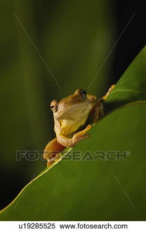 Stock Photography - Swamp frog (Limnonectes Leytensis). Fotosearch