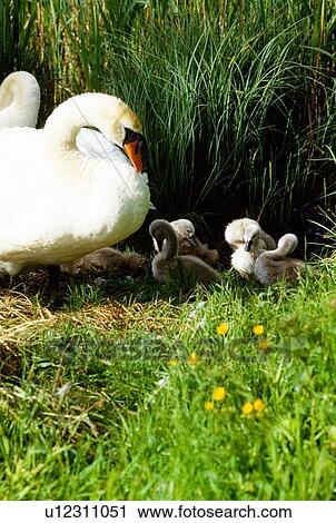 Swans and Cygnets View Large Photo Image Stock Image - Swans and Cygnets. Fotosearch